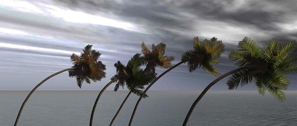 Resilience Training Palm Trees Image